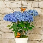 Product_IMG_5702.jpg