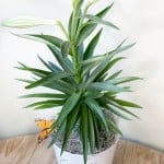 Product_Easter Lily_IMG-2821.jpg