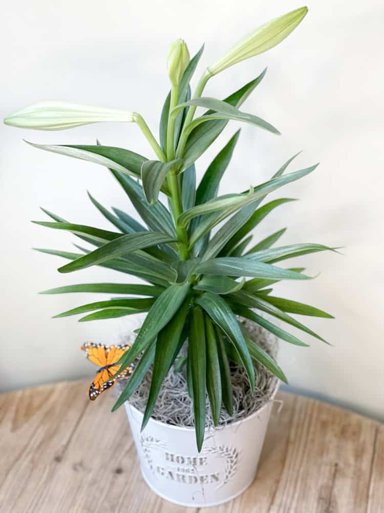 Product_Easter Lily_IMG-2821.jpg