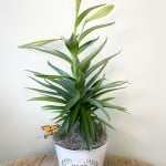 Product_Easter Lily_IMG-2817.jpg