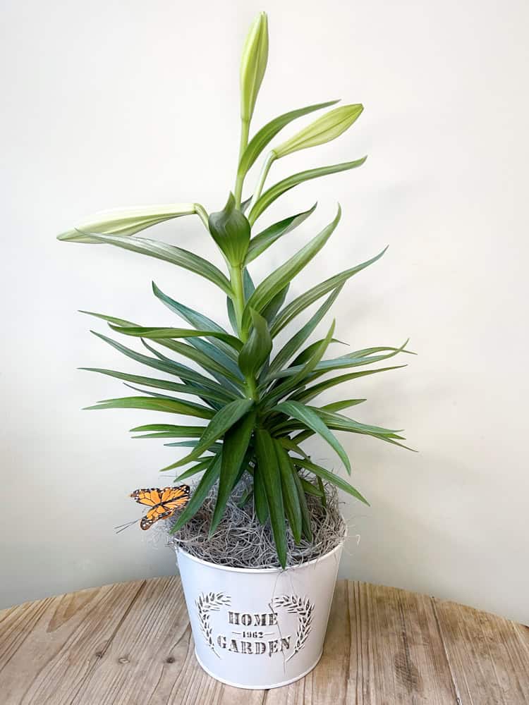 Product_Easter Lily_IMG-2817.jpg