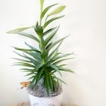 Product_Easter Lily_IMG-2822.jpg