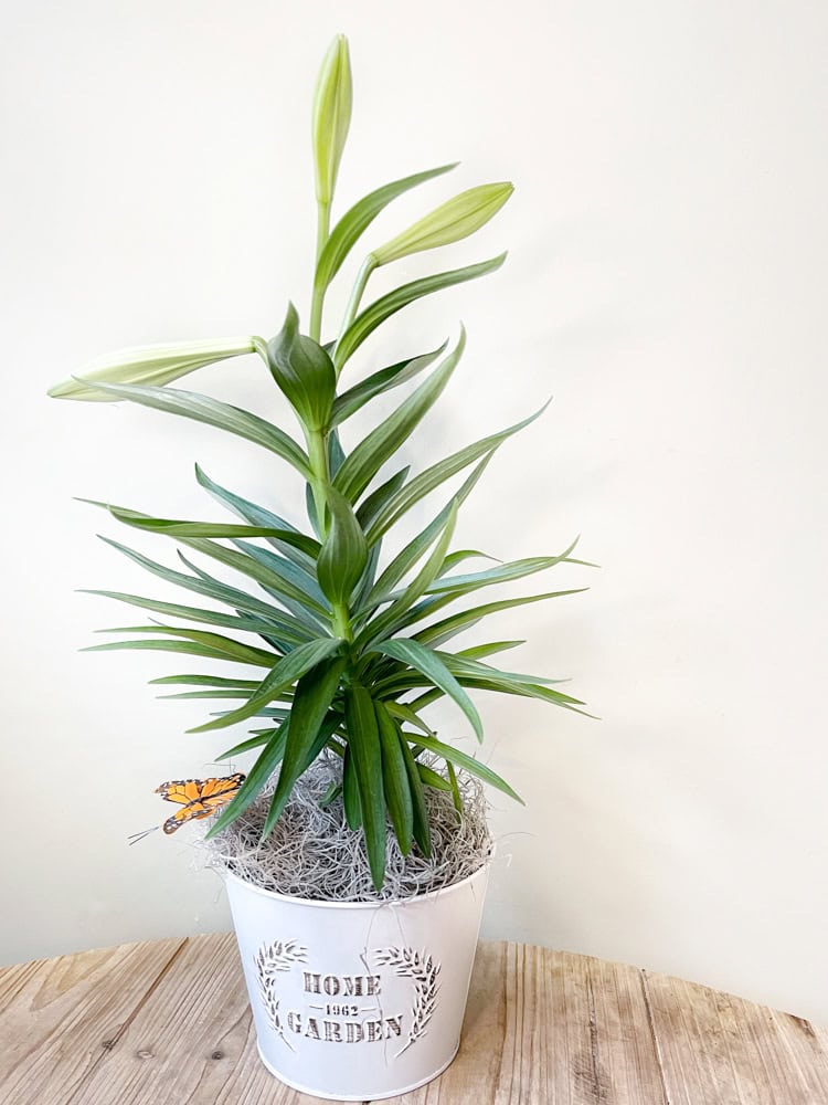 Product_Easter Lily_IMG-2822.jpg